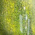 Load image into Gallery viewer, Cat Bright Green (27D #262)